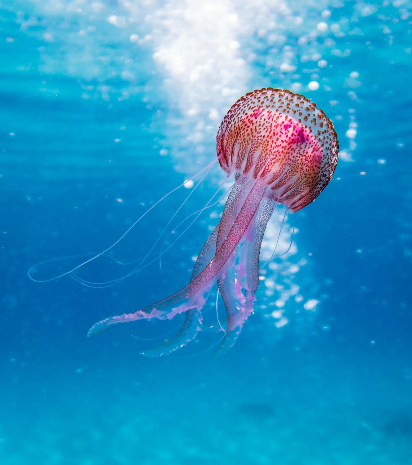 Changement du Climat et de la Biodiversité en Méditerranée : l’Habitabilité menacée